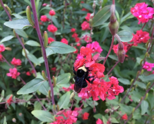 i giardini rigenerativi per gli impollinatori. Manutenzione del verde, Roma