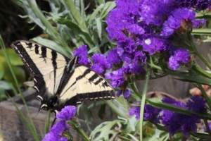 giardini rigenerativi per gli impollinatori