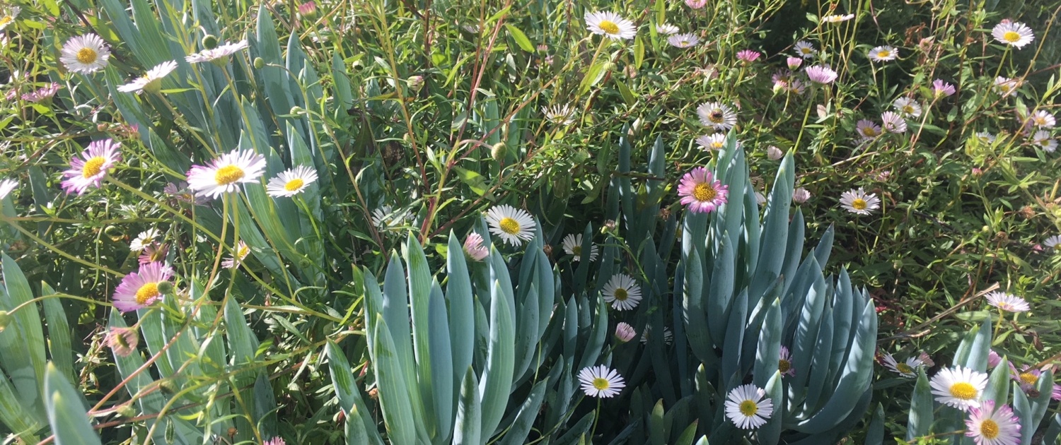 Manutenzione e design del verde, giardinaggio