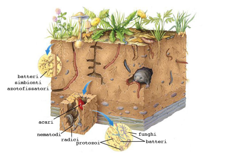 organismi suolo